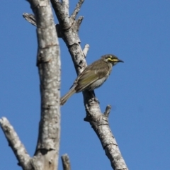 Caligavis chrysops (Yellow-faced Honeyeater) at Barunguba (Montague) Island - 25 Mar 2019 by HarveyPerkins