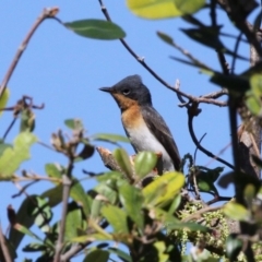 Myiagra rubecula (Leaden Flycatcher) at Undefined, NSW - 26 Mar 2019 by HarveyPerkins