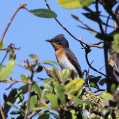 Myiagra rubecula (Leaden Flycatcher) at Barunguba (Montague) Island - 26 Mar 2019 by HarveyPerkins