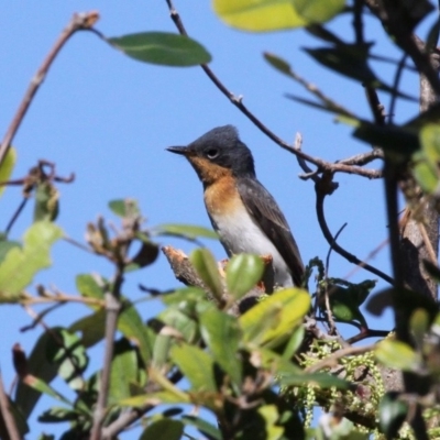 Myiagra rubecula (Leaden Flycatcher) at Barunguba (Montague) Island - 26 Mar 2019 by HarveyPerkins