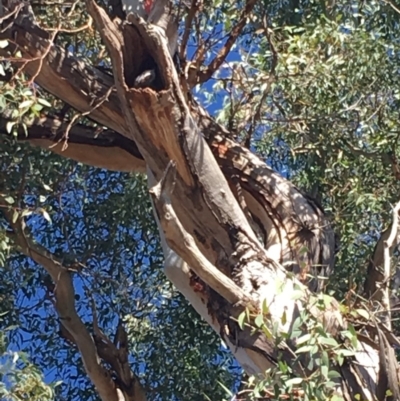 Callocephalon fimbriatum (Gang-gang Cockatoo) at Hughes Grassy Woodland - 21 Apr 2019 by KL