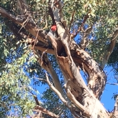 Callocephalon fimbriatum at Hughes, ACT - suppressed