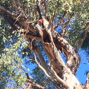 Callocephalon fimbriatum at Hughes, ACT - suppressed