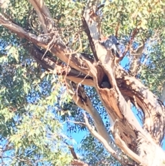 Callocephalon fimbriatum at Hughes, ACT - 22 Apr 2019