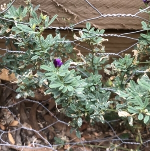 Medicago sativa at Nanima, NSW - 16 Mar 2019