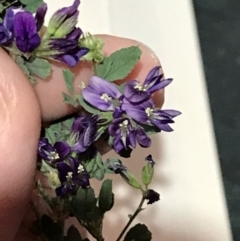 Medicago sativa at Nanima, NSW - 16 Mar 2019 03:10 PM