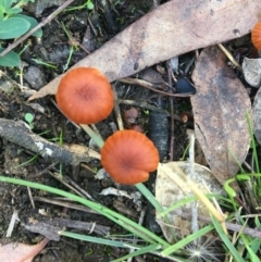 Laccaria sp. (Laccaria) at Deakin, ACT - 22 Apr 2019 by KL