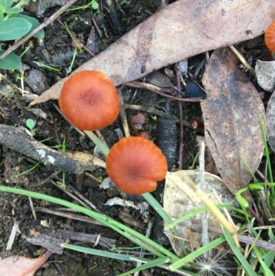Laccaria sp. (Laccaria) at Deakin, ACT - 22 Apr 2019 by KL