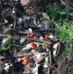 Laccaria sp. at Deakin, ACT - 22 Apr 2019 10:11 AM