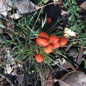 Laccaria sp. at Deakin, ACT - 22 Apr 2019 10:11 AM