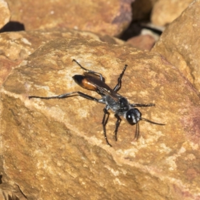 Podalonia tydei (Caterpillar-hunter wasp) at Hackett, ACT - 18 Apr 2019 by AlisonMilton