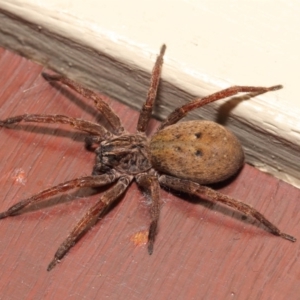 Mituliodon tarantulinus at Evatt, ACT - 11 Oct 2017 08:21 AM