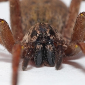 Mituliodon tarantulinus at Evatt, ACT - 11 Oct 2017 08:21 AM