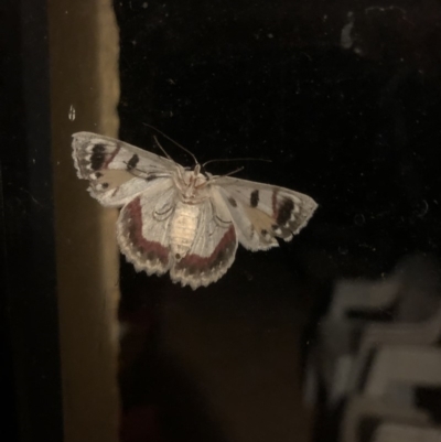 Crypsiphona ocultaria (Red-lined Looper Moth) at Nanima, NSW - 13 Apr 2019 by 81mv