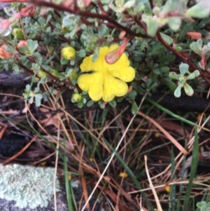 Hibbertia obtusifolia at Stromlo, ACT - 22 Apr 2019