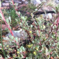 Hibbertia obtusifolia at Stromlo, ACT - 22 Apr 2019