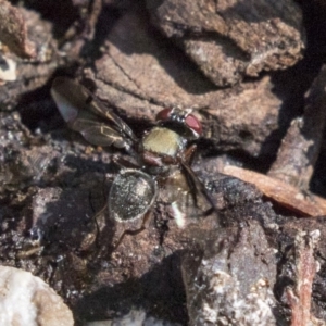 Pogonortalis doclea at Acton, ACT - 18 Apr 2019