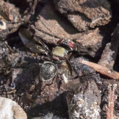 Pogonortalis doclea (Boatman fly) at ANBG - 18 Apr 2019 by AlisonMilton