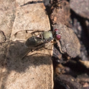 Pogonortalis doclea at Acton, ACT - 18 Apr 2019