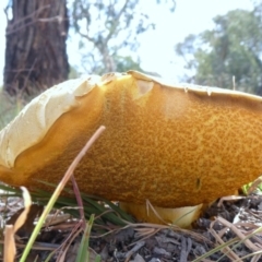 Phlebopus marginatus (Giant Bolete) at Theodore, ACT - 22 Apr 2019 by owenh