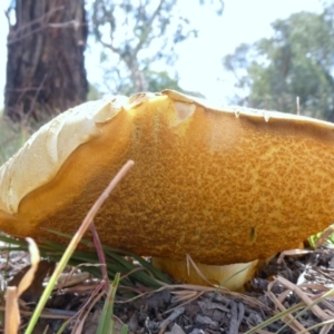 Phlebopus marginatus at Theodore, ACT - 22 Apr 2019 01:52 PM