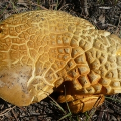 Phlebopus marginatus at Theodore, ACT - 22 Apr 2019