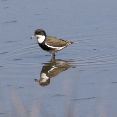 Erythrogonys cinctus (Red-kneed Dotterel) at Fyshwick, ACT - 16 Apr 2019 by AlisonMilton