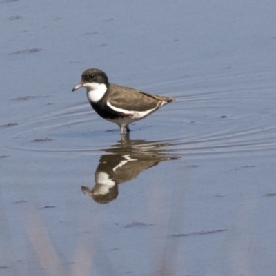 Erythrogonys cinctus (Red-kneed Dotterel) at Jerrabomberra Wetlands - 16 Apr 2019 by Alison Milton