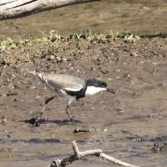 Erythrogonys cinctus at Fyshwick, ACT - 16 Apr 2019 11:50 AM