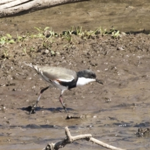 Erythrogonys cinctus at Fyshwick, ACT - 16 Apr 2019