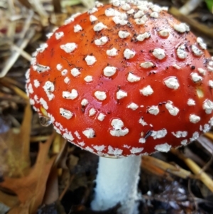 Amanita muscaria at Macquarie, ACT - 22 Apr 2019