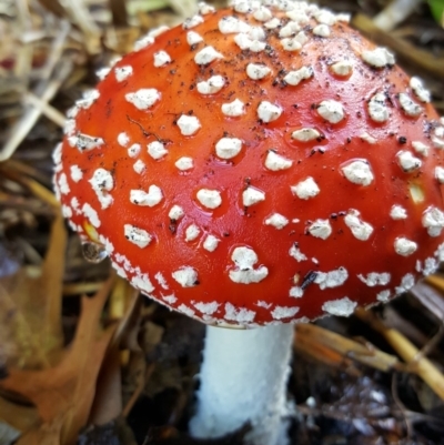 Amanita muscaria (Fly Agaric) at Macquarie, ACT - 22 Apr 2019 by Monash21