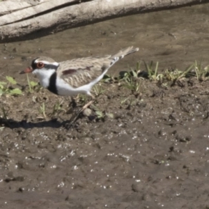 Charadrius melanops at Fyshwick, ACT - 16 Apr 2019 11:45 AM