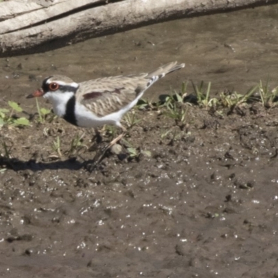 Charadrius melanops (Black-fronted Dotterel) at Jerrabomberra Wetlands - 16 Apr 2019 by Alison Milton