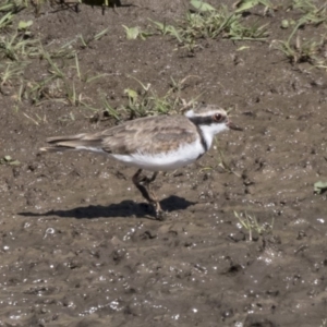 Charadrius melanops at Fyshwick, ACT - 16 Apr 2019 11:45 AM