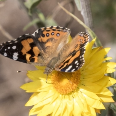 Vanessa kershawi (Australian Painted Lady) at Acton, ACT - 14 Apr 2019 by AlisonMilton