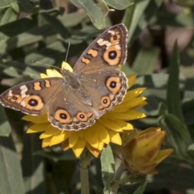 Junonia villida (Meadow Argus) at Acton, ACT - 14 Apr 2019 by AlisonMilton