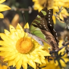 Graphium macleayanum (Macleay's Swallowtail) at ANBG - 14 Apr 2019 by AlisonMilton