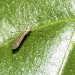 Tipulidae or Limoniidae (family) (Unidentified Crane Fly) at Acton, ACT - 18 Apr 2019 by AlisonMilton