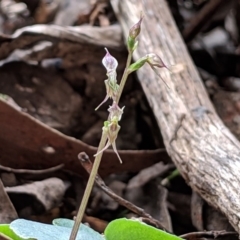 Acianthus pusillus (Small Mosquito Orchid) at Wyanbene, NSW - 22 Apr 2019 by MattM