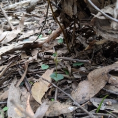 Acianthus pusillus at Wyanbene, NSW - 22 Apr 2019