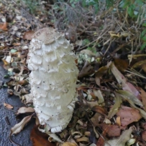 Coprinus comatus at Wanniassa, ACT - 22 Apr 2019 05:19 PM