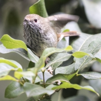 Acanthiza pusilla (Brown Thornbill) at ANBG - 14 Apr 2019 by Alison Milton
