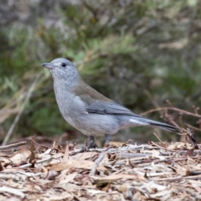 Colluricincla harmonica (Grey Shrikethrush) at Acton, ACT - 14 Apr 2019 by AlisonMilton