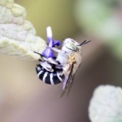 Amegilla (Zonamegilla) asserta (Blue Banded Bee) at ANBG - 14 Apr 2019 by AlisonMilton