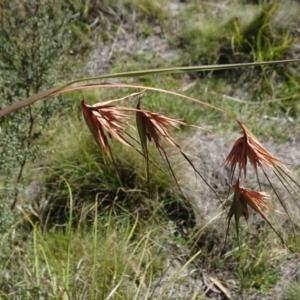 Themeda triandra at Captains Flat, NSW - 27 Mar 2019 11:01 AM