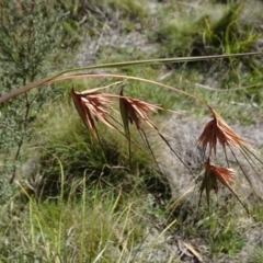 Themeda triandra (Kangaroo Grass) at Captains Flat, NSW - 27 Mar 2019 by JanetRussell