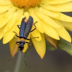 Chauliognathus lugubris (Plague Soldier Beetle) at ANBG - 14 Apr 2019 by AlisonMilton