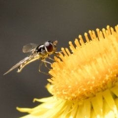Melangyna viridiceps (Hover fly) at Acton, ACT - 14 Apr 2019 by AlisonMilton