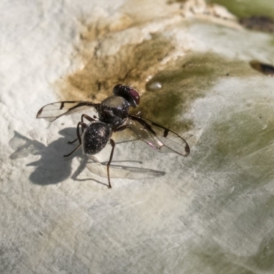 Pogonortalis doclea (Boatman fly) at Acton, ACT - 14 Apr 2019 by AlisonMilton